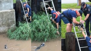 Illustration : La vidéo montrant le sauvetage d'un petit chien piégé dans une rivière