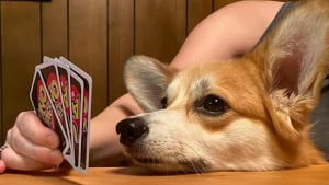 Illustration : Ces 15 chiens sont de véritables pros aux jeux de cartes !