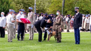 Illustration : "Mia, la chienne de la police récompensée pour son courage et son dévouement, prend sa retraite"