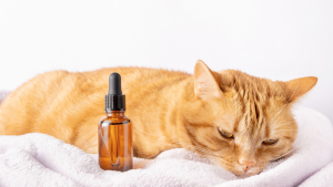 Illustration : Comment utiliser les huiles essentielles sur son chat ?