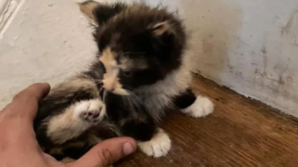 Illustration : En fouillant une poubelle, ce chaton errant et affamé gagne bien plus que des restes de nourriture