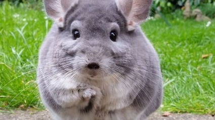 Illustration : 15 photos adorables de chinchillas doux et ronds