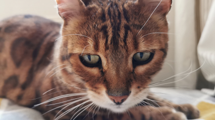 Illustration : Les tribulations d'un chat enfermé dans une salle de bains pendant 2 semaines