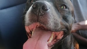 Illustration : Un chien se faufile dans un bus pendant que son maître sort les poubelles. L'homme découvre sa fuite sur Facebook !