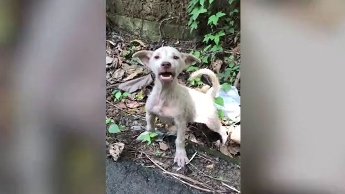 Illustration : "La métamorphose admirable d'un chien terrifié, boiteux et squelettique, abandonné sur le bord de la route (vidéo)"