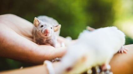 Illustration : Ces 15 rats et souris sauvés des laboratoires découvrent pour la première fois le monde extérieur