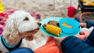 Illustration : Ces 7 aliments prévus pour un barbecue ne sont pas recommandés pour votre chien