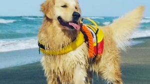 Illustration : La mission de ce Golden Retriever courageux est de veiller à la sécurité des nageurs