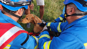 Illustration : Une foule de randonneurs assiste en direct au sauvetage d'un chien tombé d'une falaise de 9 mètres