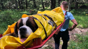 Illustration : "Une unité de gendarmerie se mobilise pour secourir un Saint-Bernard victime d'une chute de 10 mètres en montagne"