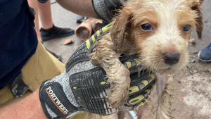 Illustration : "Les manoeuvres minutieuses des pompiers pour libérer un chiot piégé dans un égout"