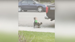 Illustration : Triste, un petit garçon s'assoit seul sur le trottoir. Jusqu'à ce qu'un chat amical s'approche pour le consoler ! (Vidéo)