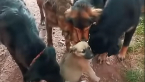 Illustration : L'accueil chaleureux et solidaire des pensionnaires fait à l'unique chiot d'un refuge (vidéo)