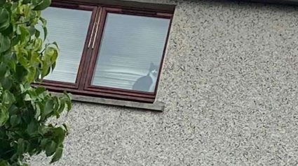 Illustration : Une femme inquiète recherche désespérément son chat disparu. Elle le découvre coincé dans la maison du voisin !