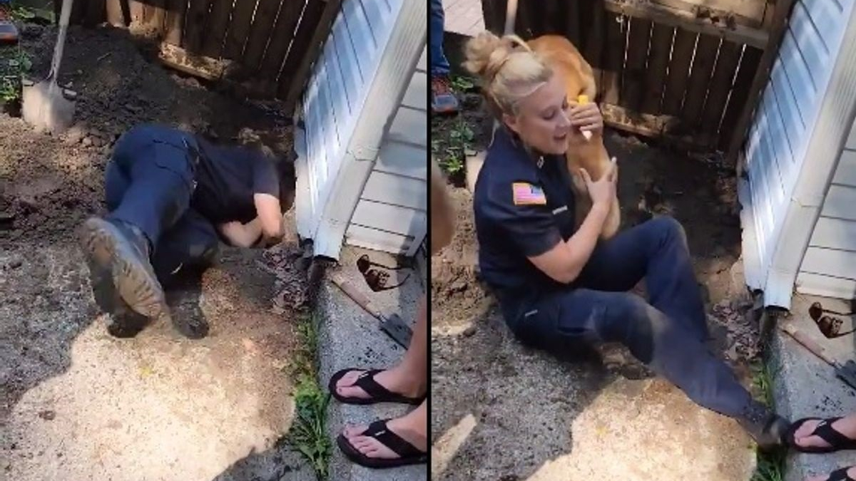 Illustration : "Un chien pris au piège sous une maison déclenche l'intervention des policiers"