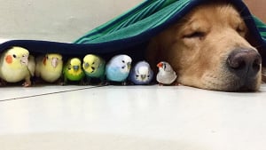 Illustration : 19 photos d'un Golden Retriever qui a pour meilleurs amis des oiseaux et un hamster