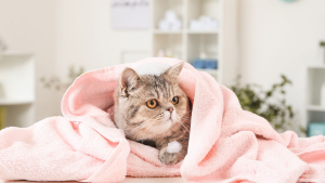 Illustration : Trouver un shampoing bio pour chat