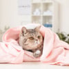 Illustration : Trouver un shampoing bio pour chat