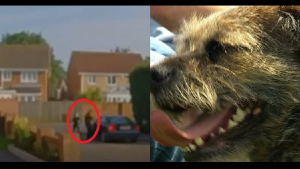Illustration : La fin de l’angoisse pour la famille d’un chien volé en plein jour, dont l’enlèvement a été filmé
