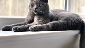 Illustration : Le Scottish Fold en 19 photos qui vous feront aimer cette race