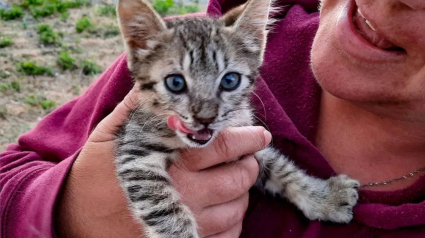 Illustration : En rencontrant des voyageurs sur la plage, ce chaton affamé reçoit bien plus qu'un simple repas !