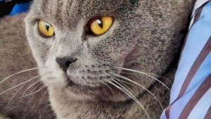 Illustration : 20 photos de British Shorthair remplies d'élégance