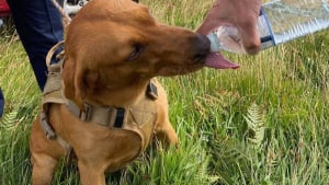 Illustration : 2 unités des garde-côtes mobilisées pour secourir un chien perdu depuis 2 jours et coincé sous une falaise