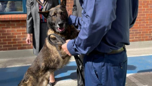 Illustration : Kaiser, l’héroïque chien policier poignardé à plusieurs reprises, reprend du service 2 mois après l’attaque