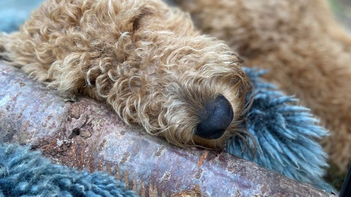 Illustration : "20 photos d'Airedale Terriers que vous aurez envie de caresser"