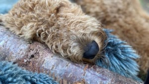 Illustration : 20 photos d'Airedale Terriers que vous aurez envie de caresser