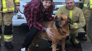 Illustration : Un Bullmastiff met les compétences des pompiers à l'épreuve après s'être coincé sur le toit d'une véranda