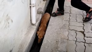 Illustration : Blessée et terrifiée, cette chienne découverte dans un caniveau goûte au bonheur pour la première fois