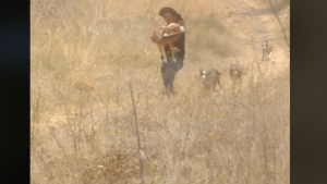 Illustration : Un homme dévoué porte son chien handicapé dans ses bras pour lui permettre de jouer avec ses amis (vidéo)