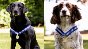 Illustration : 2 chiens de la police militaire à la retraite récompensés pour leur travail exemplaire