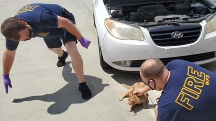 Illustration : En allant faire ses courses, elle découvre avec stupéfaction un chat coincé dans le pare-choc de sa voiture