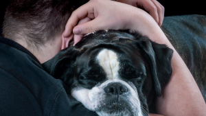 Illustration : Câliner un chien est bon pour votre santé mentale, une étude le confirme