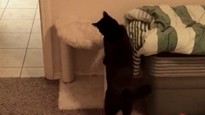 Illustration : Ce chaton a créé son propre jeu avec une intelligence folle (vidéo)