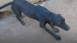 Illustration : Une chienne errante demande de l'aide aux sauveteurs en les conduisant auprès de ses chiots cachés sous une maison (vidéo)