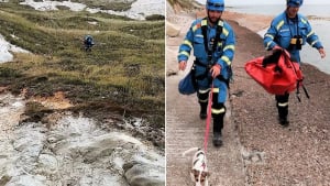 Illustration : Intrigué par des pleurs, un promeneur appelle les secours. Il s'agissait d'un Jack Russell perdu depuis plus de 24 heures !