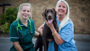 Illustration : Un Labrador s'effondre après avoir été piqué par une guêpe, une vétérinaire met en garde les propriétaires d'animaux