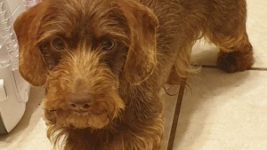 Illustration : Un chien volé il y a 6 mois dans un chenil, retrouvé après une descente de police