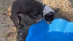 Illustration : Taquiné par son propriétaire, ce chien pique une colère en voyant des bâtons dans sa piscine (vidéo)