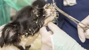 Illustration : "Les soins minutieux apportés à un chiot Chihuahua couvert d'épines de cactus"