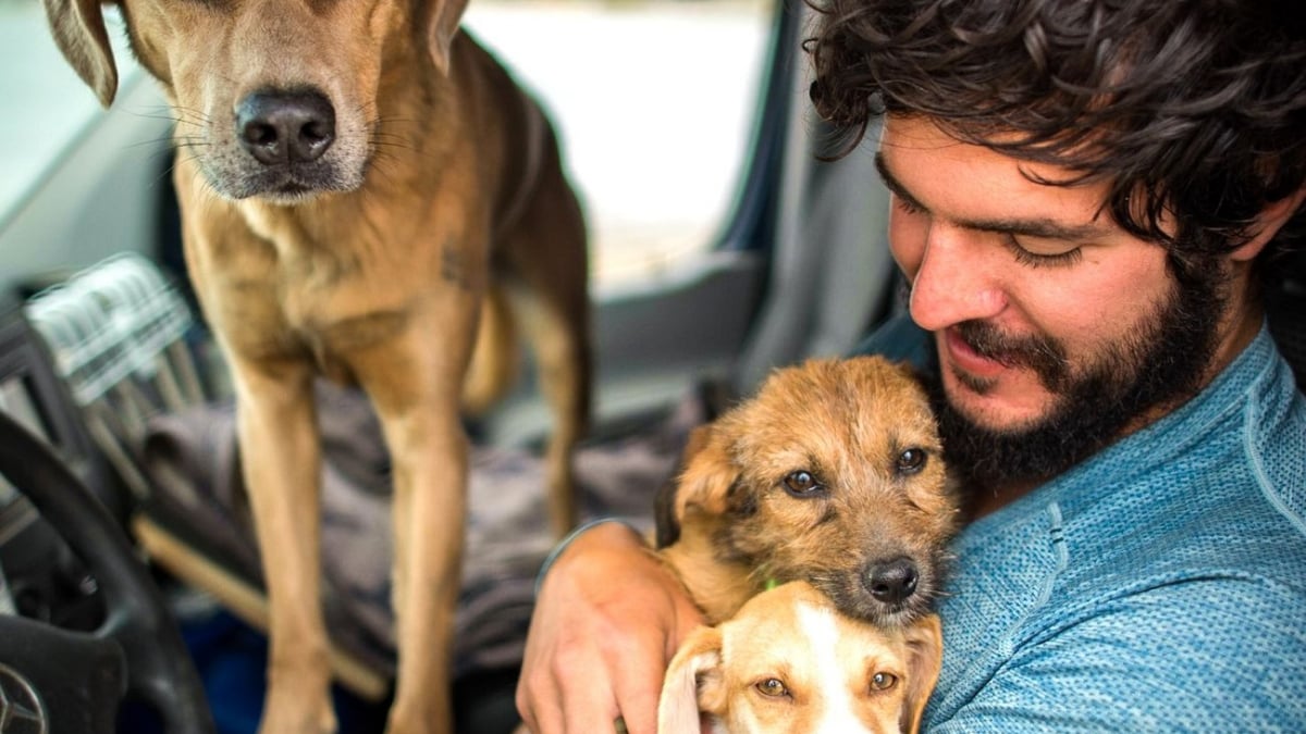 Illustration : "En vacances, un amoureux des animaux aide 6 chiens dans un état critique, dont 2 femelles sur le point de mettre bas"