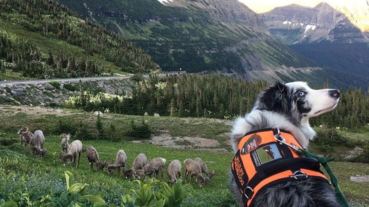 Illustration : "Gracie, le Border Collie qui assure la sécurité de la faune et des visiteurs dans un parc national"