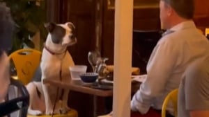 Illustration : Le rendez-vous d'un chien avec son propriétaire en tête à tête dans un restaurant attendrit le coeur des clients (vidéo)