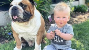 Illustration : Une maman partage l'adorable amitié entre son bébé et son Bulldog Anglais