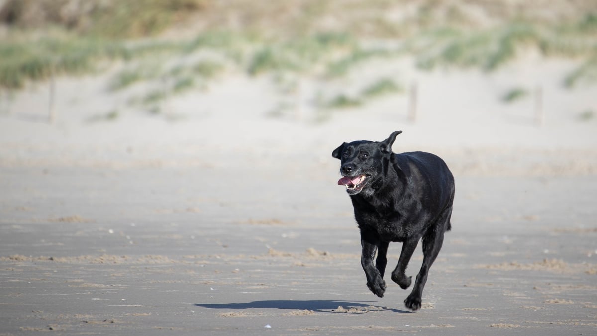 Illustration : "Une femme s'effondre soudainement, son chien court frénétiquement sur la plage pour attirer l'attention des secouristes"