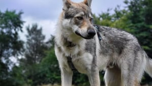 Illustration : Une passionnée des chiens-loups dresse le portrait de son compagnon à 4 pattes fidèle, intelligent... mais effrayé par les chats