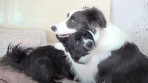 Illustration : Une chienne bienveillante refuse de quitter le chevet d'un chiot gravement malade